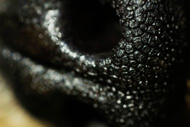 Makro köpeğin burnu. Siyah arkaplan.