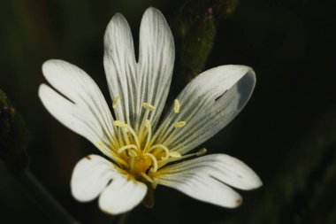 Miyavda beyaz çiçek. Makro.