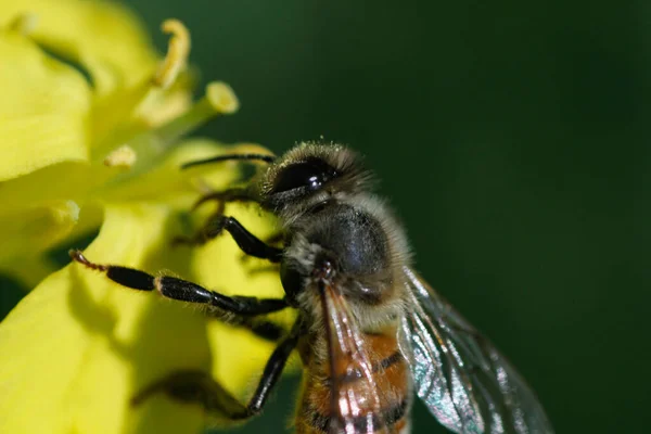 Макрокартина Рабочей Пчелы — стоковое фото