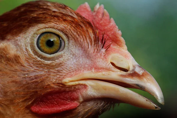 Chciken Close Red Hen — Stock Photo, Image