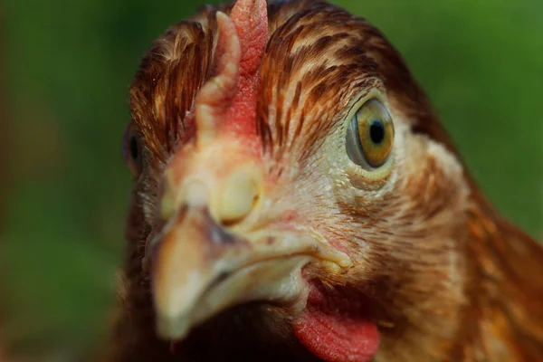 Chciken Close Red Hen — Stock Photo, Image