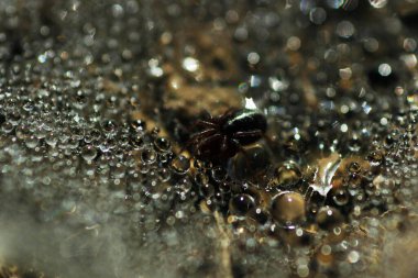 Yağmur damlalarıyla örümcek ağı.