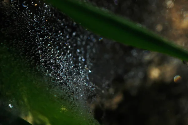 빗방울이 거미의 거미줄 — 스톡 사진