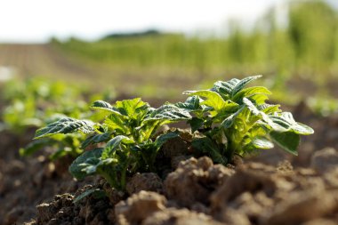 Genç patates tarlasında.