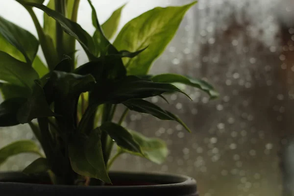 Pencere Kenarındaki Yeşil Bitki Pencerede Yağmur Damlaları — Stok fotoğraf