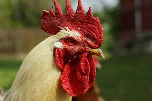 Rooster Free Range — Stock Photo, Image
