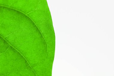 Yaprak makro arka plan. Yeşil ekoloji.