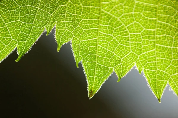 Листовой Макро Фон Зеленая Экология — стоковое фото