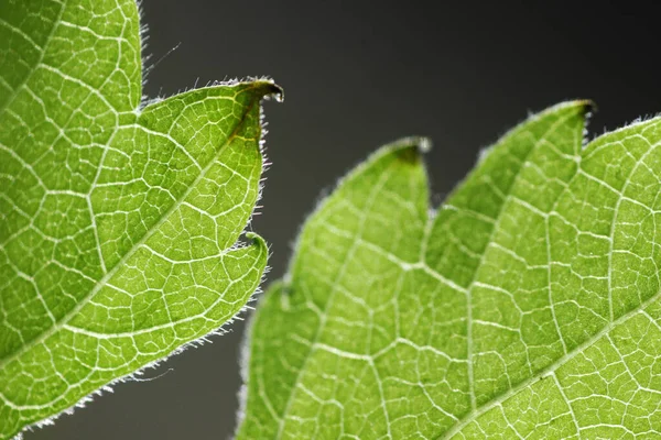 Leaf macro background. Green ecology.