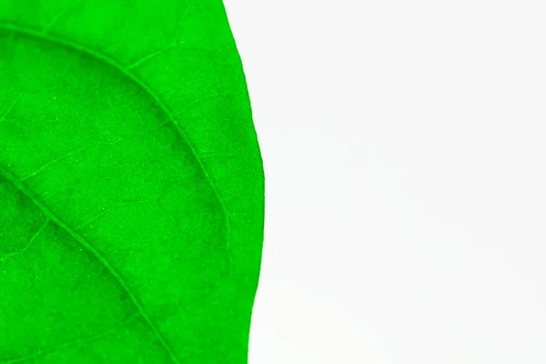 Листовой Макро Фон Зеленая Экология — стоковое фото