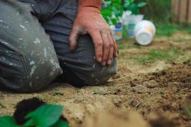 Bitkiler organik iş geri dönüşüm ekolojisi toprak bahçesi