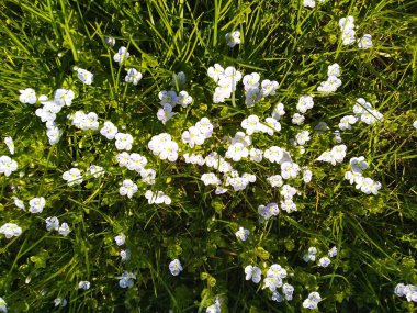 bahar küçük mavi çiçekler