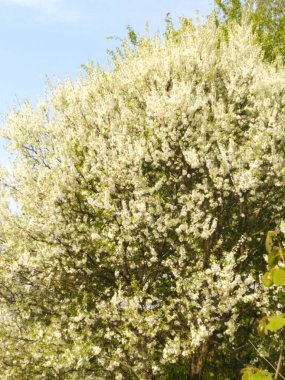 beyaz erik bahar rengi