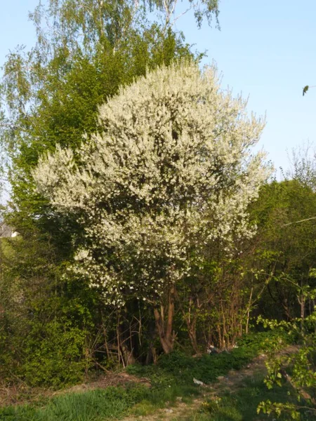 木の上に浅い春の開花 — ストック写真