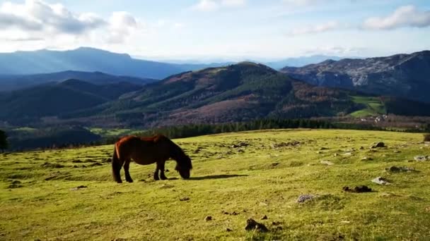 Pony Urkiola Doğal Parkında Tarlada Yürüyor — Stok video