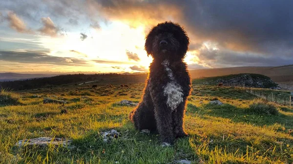 Siyah beyaz köpek gün batımında tarlada