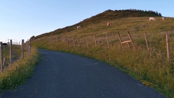 Schwarze Pferde Fressen Bei Sonnenuntergang Gras Von Einer Weide Meer — Stockvideo