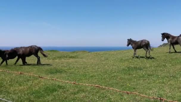 Άλογα Που Τρέχουν Και Παίζουν Ένα Λιβάδι Κοντά Στη Θάλασσα — Αρχείο Βίντεο