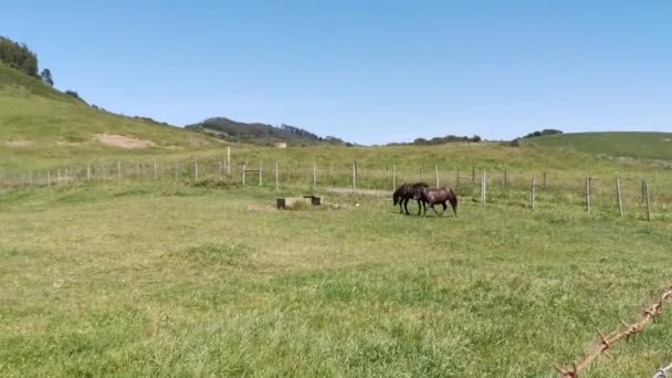 Horses Running Playing Meadow Sea Sunny Day — Stock Video