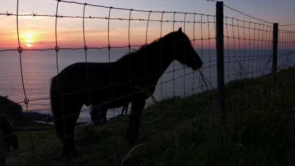 Zwarte Paarden Eten Gras Uit Hand Van Een Jonge Jongen — Stockvideo