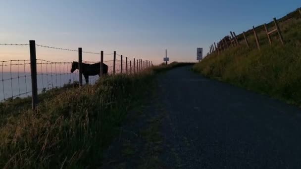 Caballos Negros Comiendo Hierba Prado Cerca Del Mar Atardecer — Vídeos de Stock