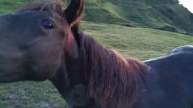 Siyah at dişlerini gösteriyor. Komik video.