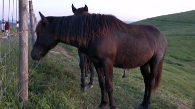 Siyah atlar küçük bir çocuğun elinden ot yiyor.