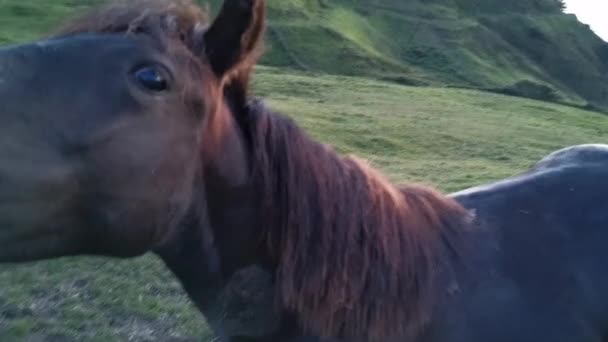 Cheval noir montrant des dents. Vidéo drôle .