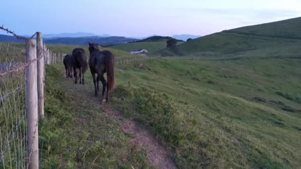 Flock Black Horses Running Meadow Sunset — Stock Video