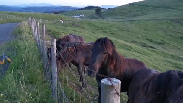 Chevaux noirs mangeant de l'herbe de la main d'un jeune garçon 