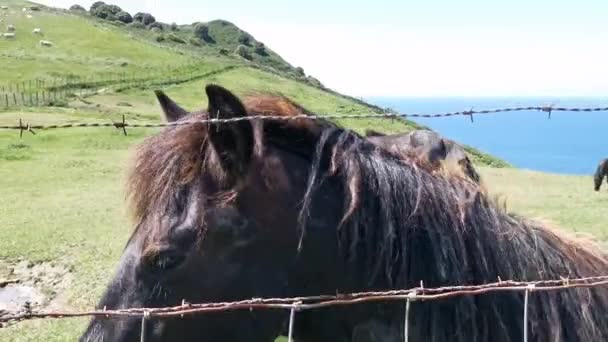 Caballos Negros Pastando Prado Cerca Del Mar Día Soleado — Vídeos de Stock