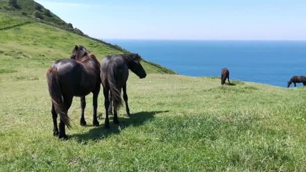 Chevaux Noirs Broutant Sur Une Prairie Près Mer Par Une — Video