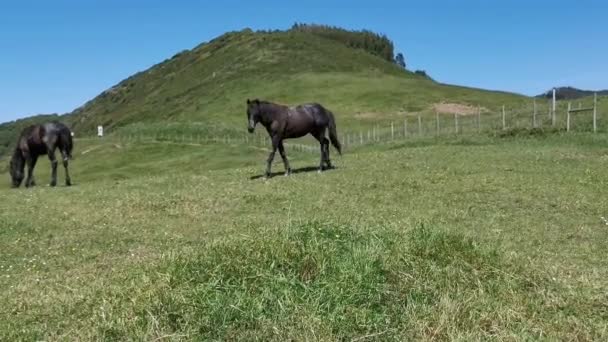 Black Horses Grazing Meadow Sea Sunny Day — Stock Video