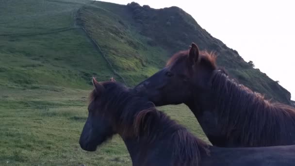 Zwarte Paarden Die Gras Eten Van Weide Zonsondergang — Stockvideo