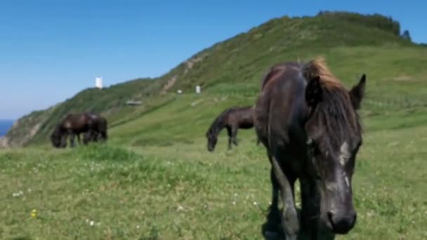 Caballos Negros Pastando Prado Cerca Del Mar Día Soleado — Vídeos de Stock