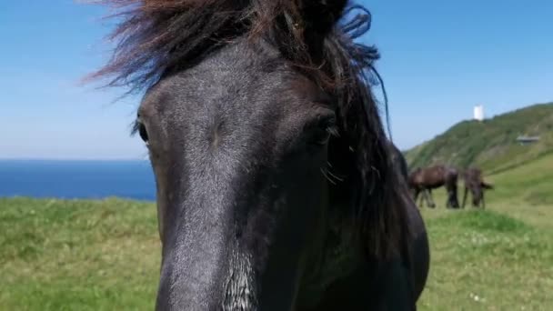Chevaux noirs broutant sur une prairie près de la mer par une journée ensoleillée 