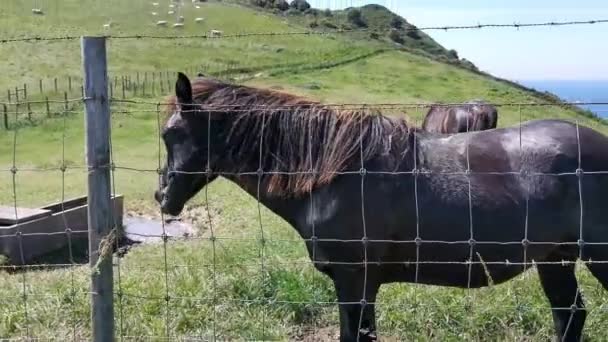 Zwarte Paarden Grazen Een Weiland Buurt Van Zee Een Zonnige — Stockvideo