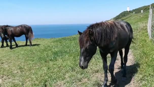 Chevaux noirs broutant sur une prairie près de la mer par une journée ensoleillée 