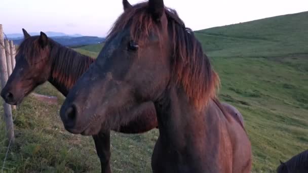 Μαύρα Άλογα Τρώνε Γρασίδι Από Χέρι Ενός Νεαρού Αγοριού — Αρχείο Βίντεο