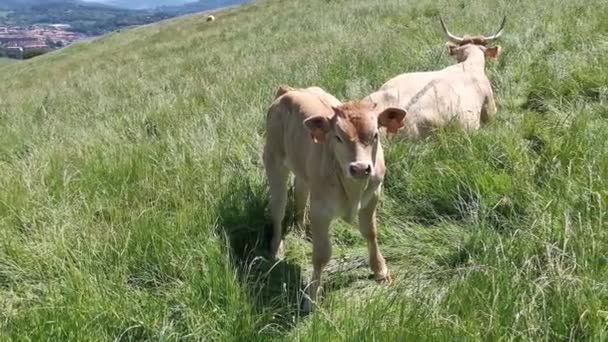 Vaches Veaux Reposant Dans Prairie Soleil — Video