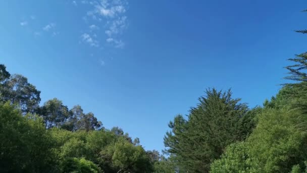 Путь Между Деревьями Жаркий Солнечный Летний День Голубое Небо — стоковое видео