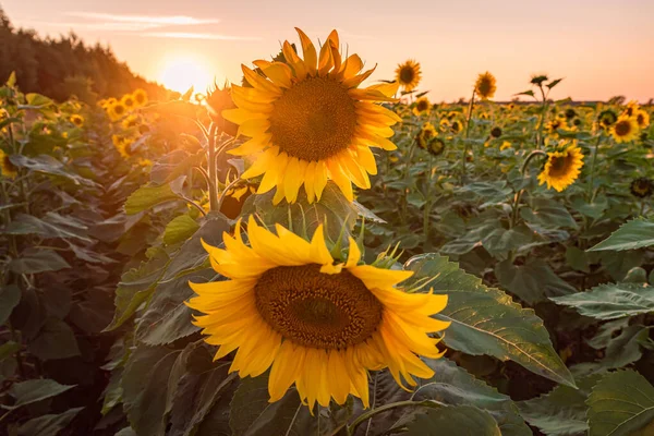 Sonnenblumen Einem Strahlend Sonnigen Tag — Stockfoto