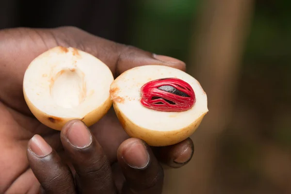Zanzibar Baharat Çiftliği 'nde tarım işçisi rehberli baharat turu sırasında yeni toplanmış hindistan cevizi ve topuzu sunar.