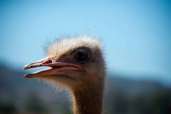 Portrait Ostrich Struthio Camelus Ostrich Farm Oudtshoorn South Africa — Stock Photo, Image