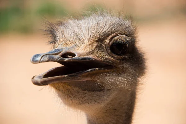 Portrait Ostrich Struthio Camelus Ostrich Farm Oudtshoorn South Africa — Stock Photo, Image