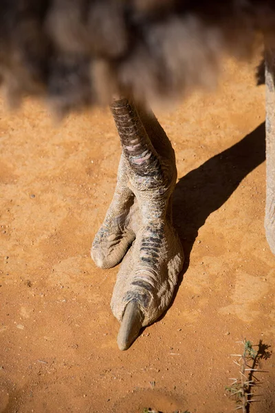 Dois Dedos Avestruz Comum Struthio Camelus — Fotografia de Stock