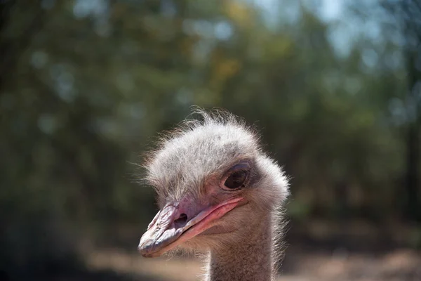 Porträtt Struts Struthio Camelus Strutsfarm Oudtshoorn Sydafrika — Stockfoto