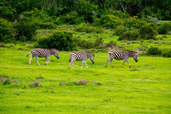 zebra in schotia private game reserve near addo national park, south africa