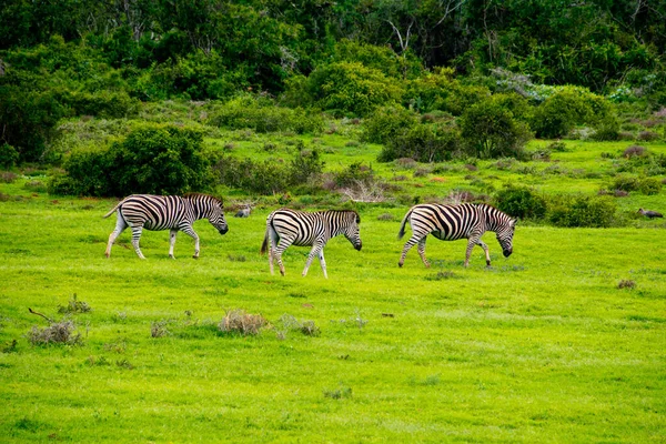 Zebra Schotia Privat Viltreservat Nära Addo Nationalpark Sydafrika — Stockfoto