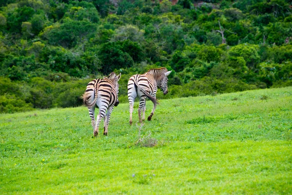 Zebra Scholtia Privé Wildreservaat Buurt Van Addo National Park Zuid — Stockfoto